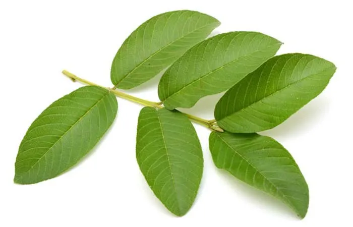 Ổi: Bài thuốc hữu ích cho hệ tiêu hóa - Ảnh 2. Ổi: Bài thuốc hữu ích cho hệ tiêu hóa - Ảnh 2.