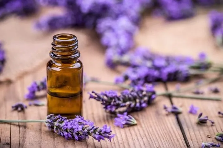 11 loại tinh dầu xóa tan nỗi lo lão hóa - Ảnh 3. 11 loại tinh dầu xóa tan nỗi lo lão hóa - Ảnh 3.