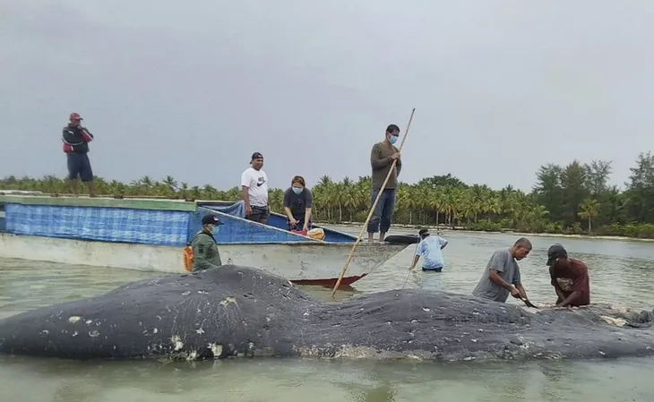 Chưa tìm ra nguyên nhân cá voi chết tại Indonesia - Ảnh 2. Chưa tìm ra nguyên nhân cá voi chết tại Indonesia - Ảnh 2.