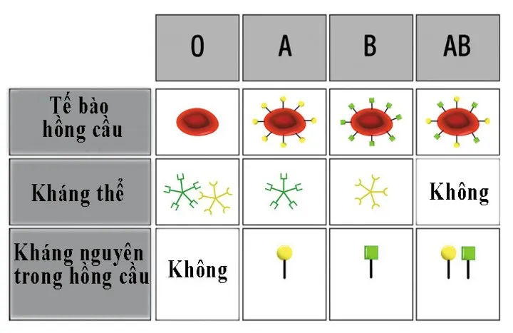 8 điều người nhóm máu O nên biết - Ảnh 2. 8 điều người nhóm máu O nên biết - Ảnh 2.