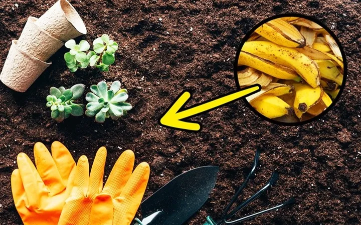 Khám phá công dụng làm đẹp không ngờ bằng vỏ chuối - Ảnh 6. Khám phá công dụng làm đẹp không ngờ bằng vỏ chuối - Ảnh 6.