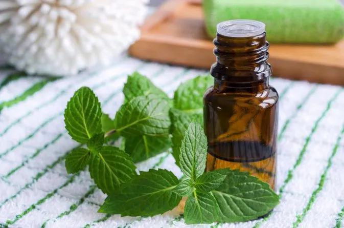 Bạc hà - Dược liệu giải cảm, giảm căng thẳng - Ảnh 1. Bạc hà - Dược liệu giải cảm, giảm căng thẳng - Ảnh 1.