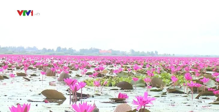 Mê mẩn hồ hoa súng đẹp như tranh ở Thái Lan - Ảnh 1. Mê mẩn hồ hoa súng đẹp như tranh ở Thái Lan - Ảnh 1.