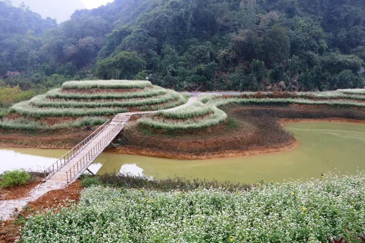 “Lạc trôi” giữa vườn tam giác mạch khoe sắc ở di sản Tràng An - Ảnh 1. “Lạc trôi” giữa vườn tam giác mạch khoe sắc ở di sản Tràng An - Ảnh 1.