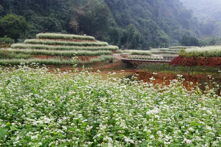 “Lạc trôi” giữa vườn tam giác mạch khoe sắc ở di sản Tràng An - Ảnh 2. “Lạc trôi” giữa vườn tam giác mạch khoe sắc ở di sản Tràng An - Ảnh 2.