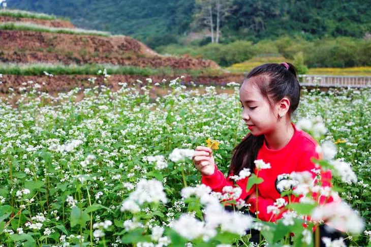 “Lạc trôi” giữa vườn tam giác mạch khoe sắc ở di sản Tràng An - Ảnh 14. “Lạc trôi” giữa vườn tam giác mạch khoe sắc ở di sản Tràng An - Ảnh 14.