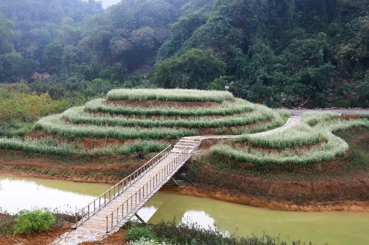 “Lạc trôi” giữa vườn tam giác mạch khoe sắc ở di sản Tràng An - Ảnh 17. “Lạc trôi” giữa vườn tam giác mạch khoe sắc ở di sản Tràng An - Ảnh 17.