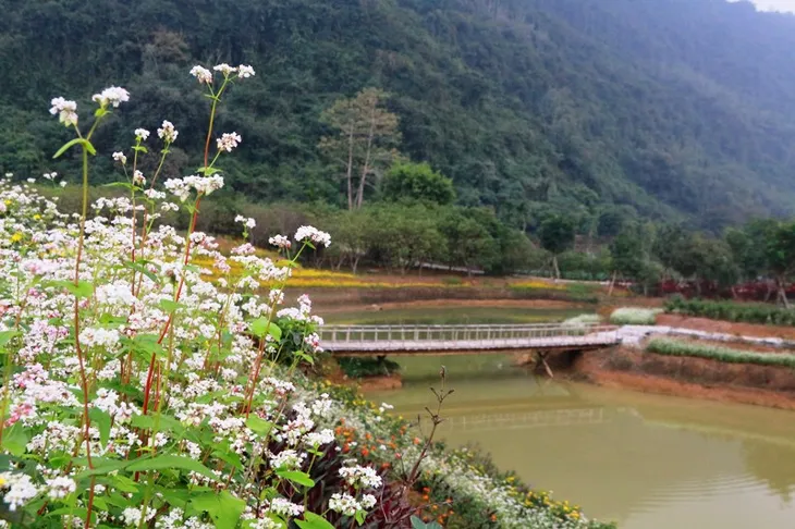 “Lạc trôi” giữa vườn tam giác mạch khoe sắc ở di sản Tràng An - Ảnh 3. “Lạc trôi” giữa vườn tam giác mạch khoe sắc ở di sản Tràng An - Ảnh 3.