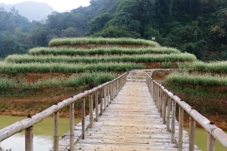 “Lạc trôi” giữa vườn tam giác mạch khoe sắc ở di sản Tràng An - Ảnh 5. “Lạc trôi” giữa vườn tam giác mạch khoe sắc ở di sản Tràng An - Ảnh 5.