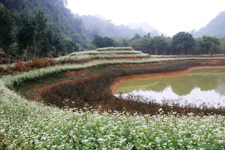 “Lạc trôi” giữa vườn tam giác mạch khoe sắc ở di sản Tràng An - Ảnh 6. “Lạc trôi” giữa vườn tam giác mạch khoe sắc ở di sản Tràng An - Ảnh 6.