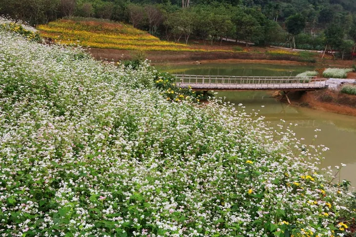 “Lạc trôi” giữa vườn tam giác mạch khoe sắc ở di sản Tràng An - Ảnh 8. “Lạc trôi” giữa vườn tam giác mạch khoe sắc ở di sản Tràng An - Ảnh 8.