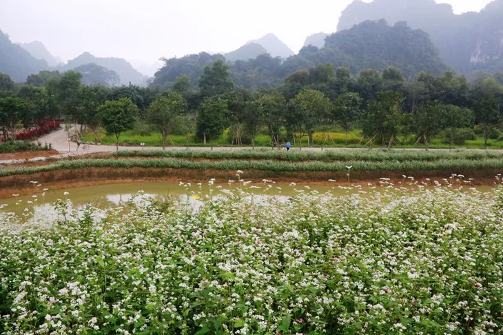 “Lạc trôi” giữa vườn tam giác mạch khoe sắc ở di sản Tràng An - Ảnh 9. “Lạc trôi” giữa vườn tam giác mạch khoe sắc ở di sản Tràng An - Ảnh 9.