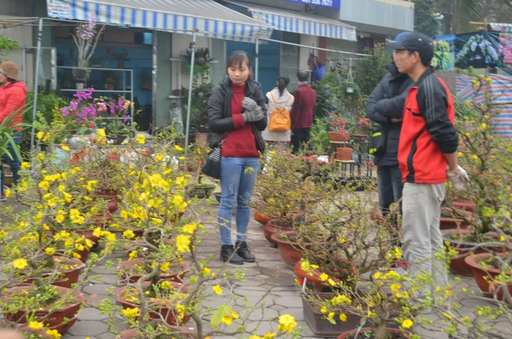 Chợ hoa Hoàng Hoa Thám rực rỡ, náo nhiệt ngày cận Tết - Ảnh 4. Chợ hoa Hoàng Hoa Thám rực rỡ, náo nhiệt ngày cận Tết - Ảnh 4.
