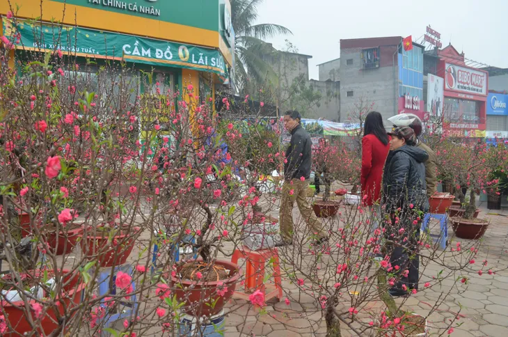 Chợ hoa Hoàng Hoa Thám rực rỡ, náo nhiệt ngày cận Tết - Ảnh 5. Chợ hoa Hoàng Hoa Thám rực rỡ, náo nhiệt ngày cận Tết - Ảnh 5.
