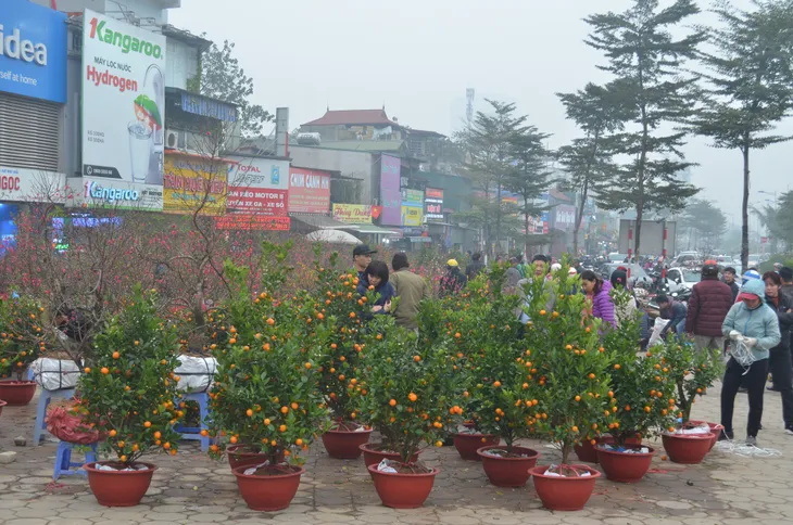 Chợ hoa Hoàng Hoa Thám rực rỡ, náo nhiệt ngày cận Tết - Ảnh 6. Chợ hoa Hoàng Hoa Thám rực rỡ, náo nhiệt ngày cận Tết - Ảnh 6.