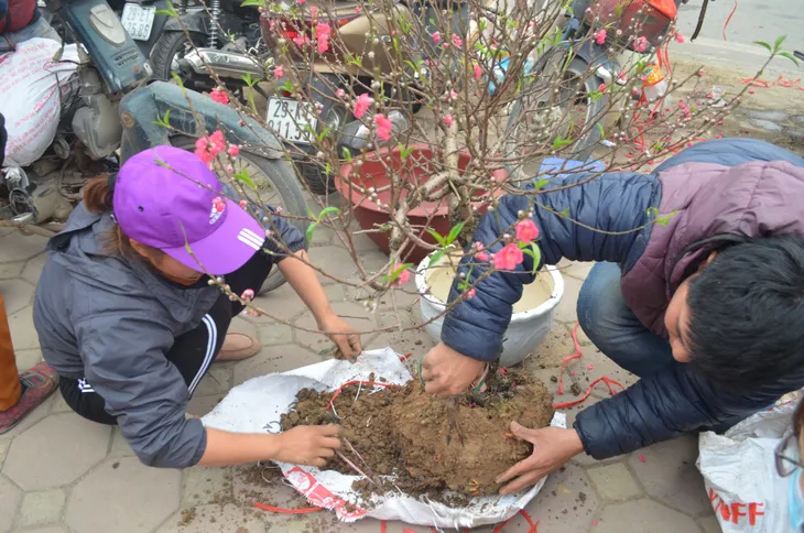 Chợ hoa Hoàng Hoa Thám rực rỡ, náo nhiệt ngày cận Tết - Ảnh 8. Chợ hoa Hoàng Hoa Thám rực rỡ, náo nhiệt ngày cận Tết - Ảnh 8.