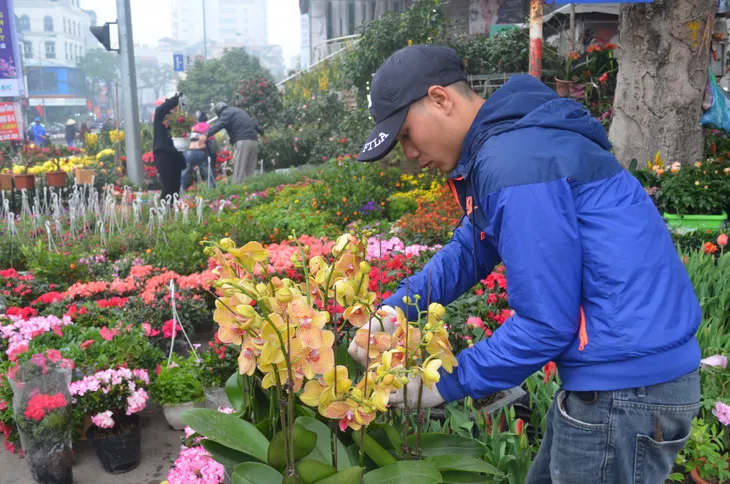 Chợ hoa Hoàng Hoa Thám rực rỡ, náo nhiệt ngày cận Tết - Ảnh 10. Chợ hoa Hoàng Hoa Thám rực rỡ, náo nhiệt ngày cận Tết - Ảnh 10.