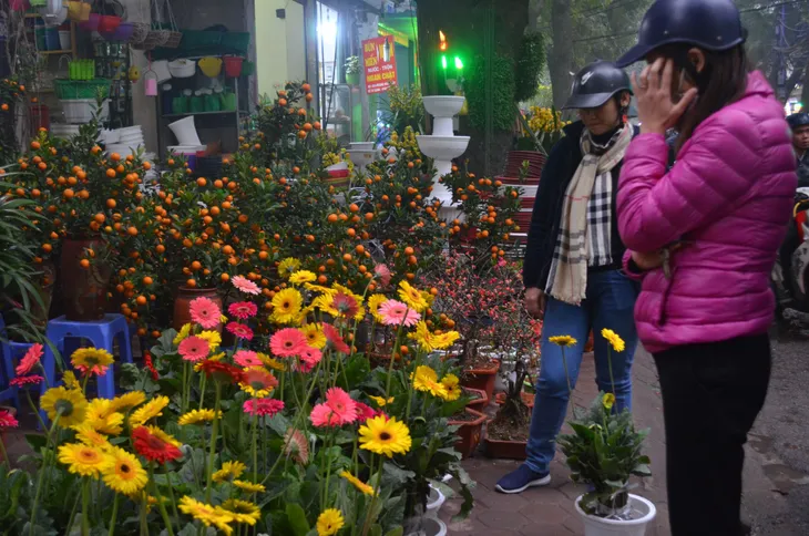 Chợ hoa Hoàng Hoa Thám rực rỡ, náo nhiệt ngày cận Tết - Ảnh 14. Chợ hoa Hoàng Hoa Thám rực rỡ, náo nhiệt ngày cận Tết - Ảnh 14.