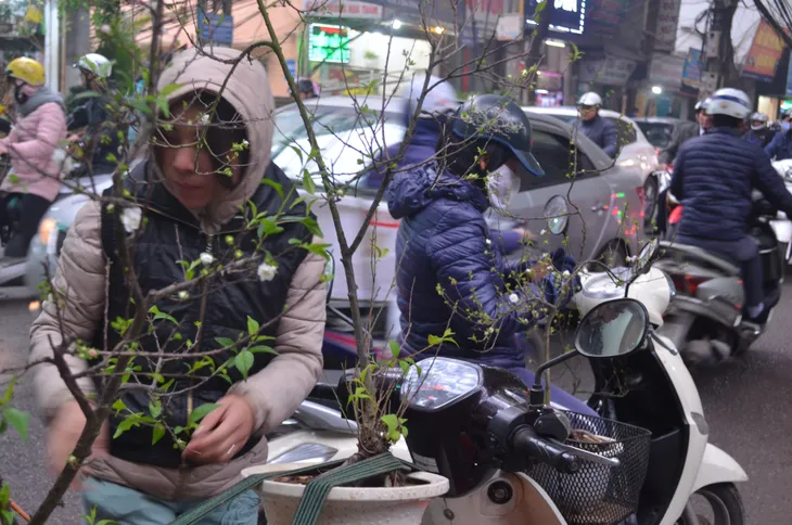 Chợ hoa Hoàng Hoa Thám rực rỡ, náo nhiệt ngày cận Tết - Ảnh 15. Chợ hoa Hoàng Hoa Thám rực rỡ, náo nhiệt ngày cận Tết - Ảnh 15.