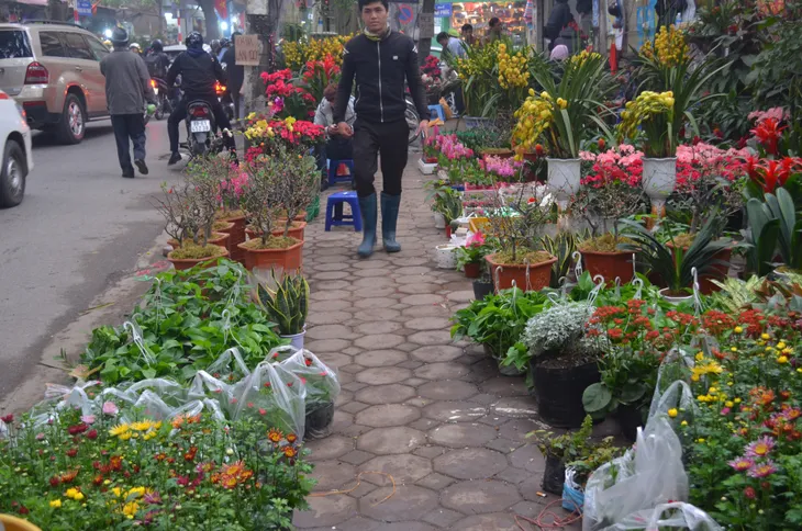 Chợ hoa Hoàng Hoa Thám rực rỡ, náo nhiệt ngày cận Tết - Ảnh 18. Chợ hoa Hoàng Hoa Thám rực rỡ, náo nhiệt ngày cận Tết - Ảnh 18.