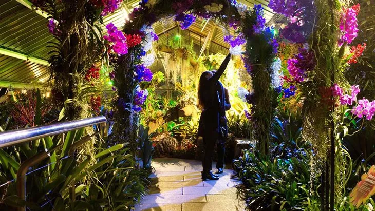 Lễ hội hoa lan Thái ở London, Anh - Điểm đến thú vị đầu tháng 3/2018 - Ảnh 2. Lễ hội hoa lan Thái ở London, Anh - Điểm đến thú vị đầu tháng 3/2018 - Ảnh 2.
