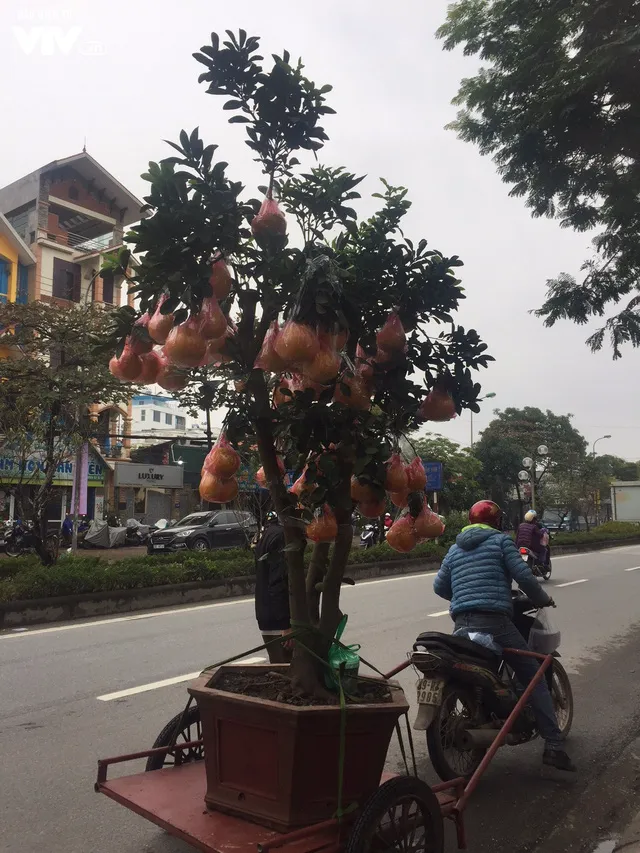 Bưởi cảnh giá chục triệu vẫn được ưa chuộng dịp Tết - Ảnh 1. Bưởi cảnh giá chục triệu vẫn được ưa chuộng dịp Tết - Ảnh 1.