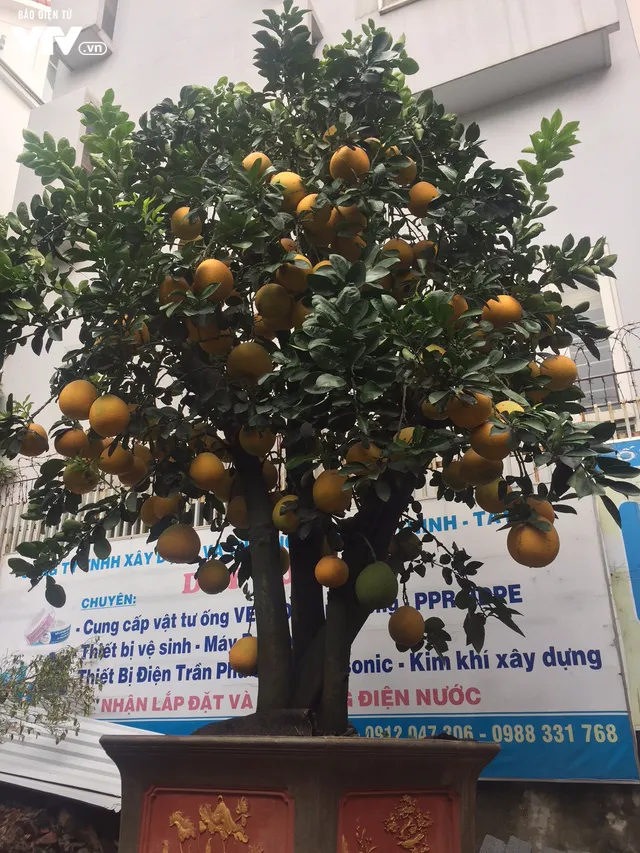 Bưởi cảnh giá chục triệu vẫn được ưa chuộng dịp Tết - Ảnh 3. Bưởi cảnh giá chục triệu vẫn được ưa chuộng dịp Tết - Ảnh 3.
