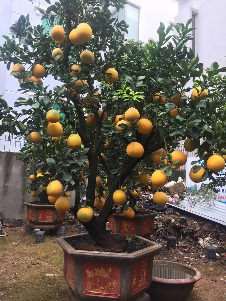 Bưởi cảnh giá chục triệu đồng lên phố trước dịp Tết Nguyên đán - Ảnh 2. Bưởi cảnh giá chục triệu đồng lên phố trước dịp Tết Nguyên đán - Ảnh 2.
