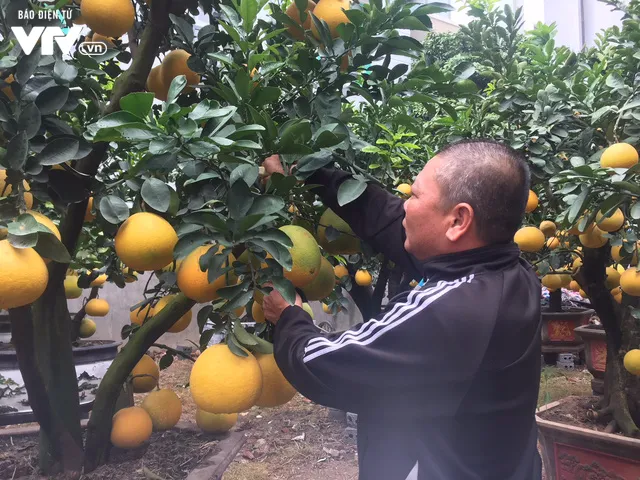 Bưởi cảnh giá chục triệu vẫn được ưa chuộng dịp Tết - Ảnh 2. Bưởi cảnh giá chục triệu vẫn được ưa chuộng dịp Tết - Ảnh 2.