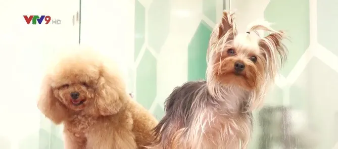 Sôi động dịch vụ làm đẹp cho thú cưng dịp Tết - Ảnh 2. Sôi động dịch vụ làm đẹp cho thú cưng dịp Tết - Ảnh 2.