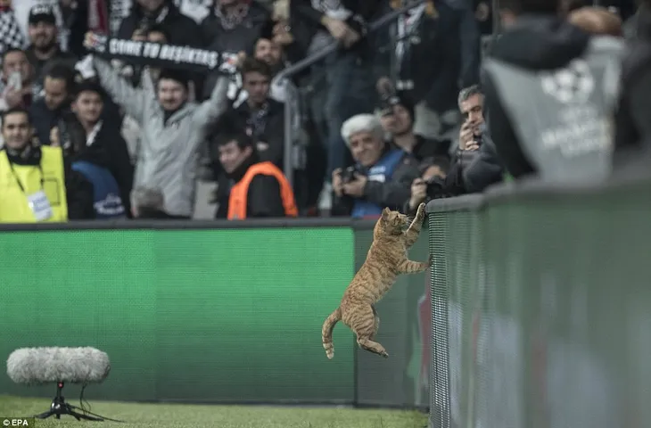 Cầu thủ xuất sắc nhất trận Besiktas - Bayern Munich là một chú... mèo? - Ảnh 4. Cầu thủ xuất sắc nhất trận Besiktas - Bayern Munich là một chú... mèo? - Ảnh 4.
