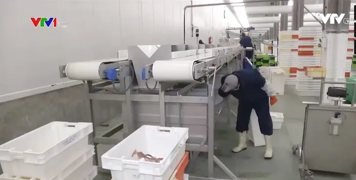 Một đêm ở cảng cá Oostende, Vương quốc Bỉ - Ảnh 1. Một đêm ở cảng cá Oostende, Vương quốc Bỉ - Ảnh 1.