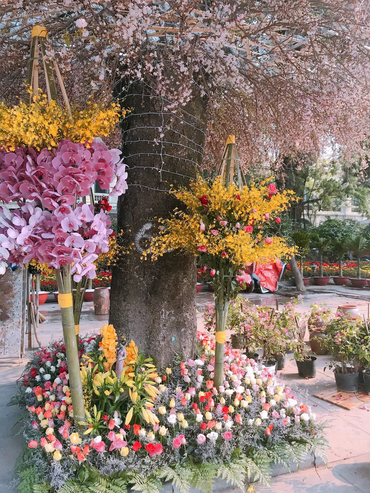  Lễ hội hoa anh đào Nhật Bản 2018: Trăm hoa khoe sắc trước giờ khai mạc - Ảnh 1.