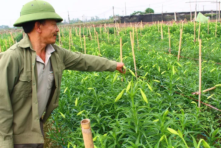 Hoa loa kèn đầu mùa: Năng suất thấp, rớt giá tại ruộng - Ảnh 2. Hoa loa kèn đầu mùa: Năng suất thấp, rớt giá tại ruộng - Ảnh 2.