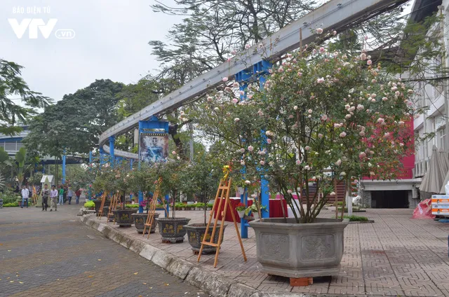 Ngắm hàng trăm cây hoa khoe sắc tại Lễ hội Hoa hồng 2018 - Ảnh 4. Ngắm hàng trăm cây hoa khoe sắc tại Lễ hội Hoa hồng 2018 - Ảnh 4.