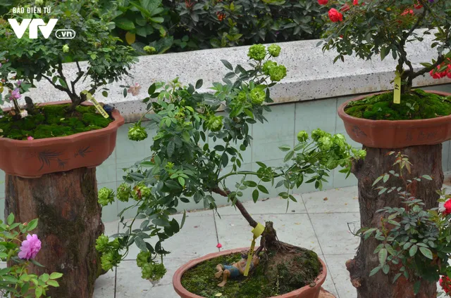 Ngắm hàng trăm cây hoa khoe sắc tại Lễ hội Hoa hồng 2018 - Ảnh 8. Ngắm hàng trăm cây hoa khoe sắc tại Lễ hội Hoa hồng 2018 - Ảnh 8.