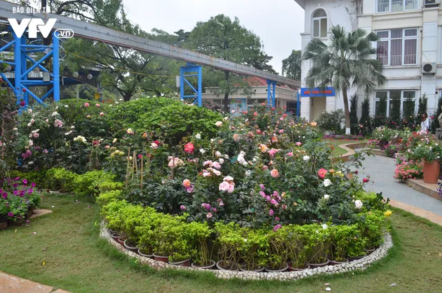 Ngắm hàng trăm cây hoa khoe sắc tại Lễ hội Hoa hồng 2018 - Ảnh 10. Ngắm hàng trăm cây hoa khoe sắc tại Lễ hội Hoa hồng 2018 - Ảnh 10.
