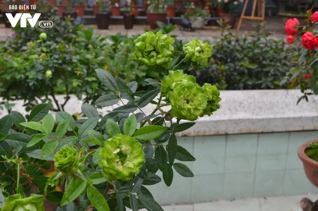 Ngắm hàng trăm cây hoa khoe sắc tại Lễ hội Hoa hồng 2018 - Ảnh 17. Ngắm hàng trăm cây hoa khoe sắc tại Lễ hội Hoa hồng 2018 - Ảnh 17.