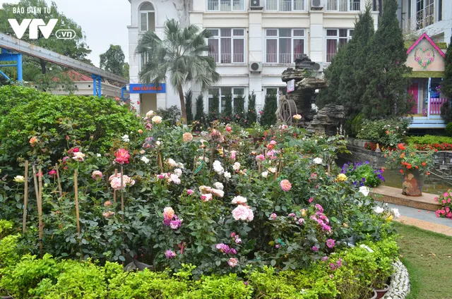 Ngắm hàng trăm cây hoa khoe sắc tại Lễ hội Hoa hồng 2018 - Ảnh 20. Ngắm hàng trăm cây hoa khoe sắc tại Lễ hội Hoa hồng 2018 - Ảnh 20.