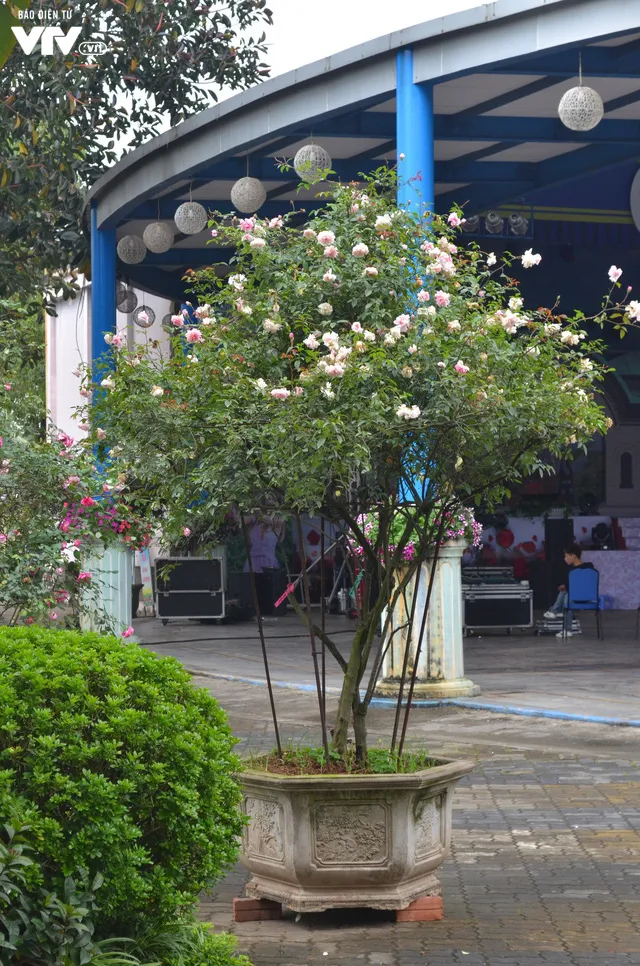 Ngắm hàng trăm cây hoa khoe sắc tại Lễ hội Hoa hồng 2018 - Ảnh 21. Ngắm hàng trăm cây hoa khoe sắc tại Lễ hội Hoa hồng 2018 - Ảnh 21.