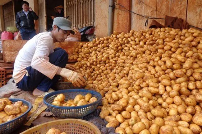 Lâm Đồng lên kế hoạch xây dựng thương hiệu khoai tây Đà Lạt - Ảnh 1. Lâm Đồng lên kế hoạch xây dựng thương hiệu khoai tây Đà Lạt - Ảnh 1.
