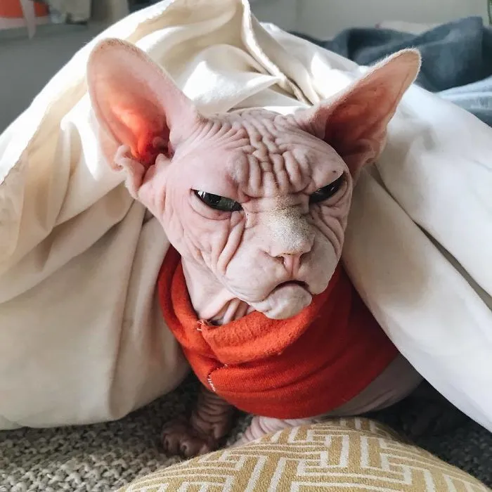 Cô mèo cáu kỉnh một thời nay có hậu duệ mới chất đừng hỏi - Ảnh 3. Cô mèo cáu kỉnh một thời nay có hậu duệ mới chất đừng hỏi - Ảnh 3.