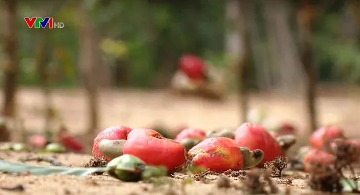 Người dân vùng lõi sân bay Long Thành thấp thỏm chờ ngày dự án khởi công - Ảnh 1. Người dân vùng lõi sân bay Long Thành thấp thỏm chờ ngày dự án khởi công - Ảnh 1.