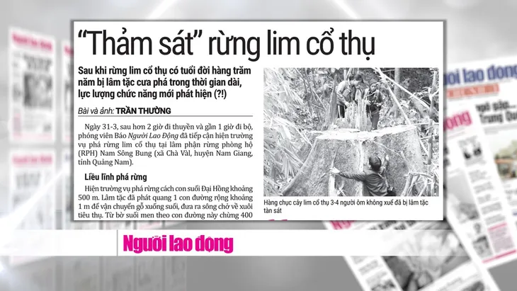 Rừng quý ở Quảng Nam lại bị tàn phá: Trách nhiệm của cơ quan chức năng ở đâu? - Ảnh 2. Rừng quý ở Quảng Nam lại bị tàn phá: Trách nhiệm của cơ quan chức năng ở đâu? - Ảnh 2.