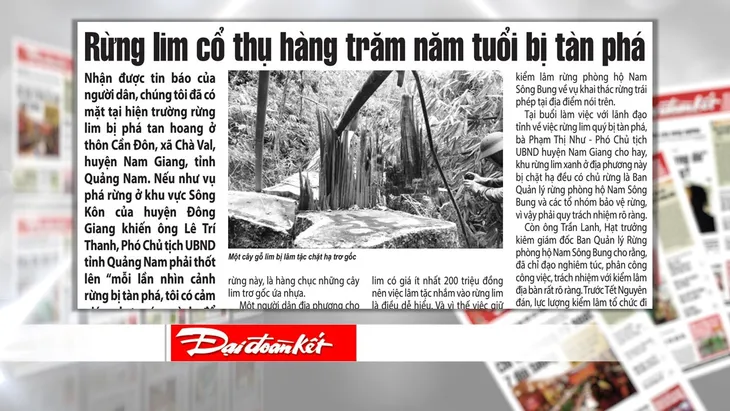 Rừng quý ở Quảng Nam lại bị tàn phá: Trách nhiệm của cơ quan chức năng ở đâu? - Ảnh 3. Rừng quý ở Quảng Nam lại bị tàn phá: Trách nhiệm của cơ quan chức năng ở đâu? - Ảnh 3.