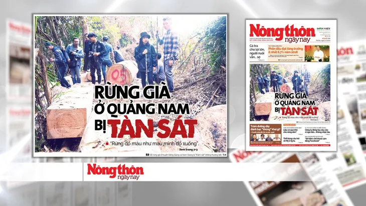 Rừng quý ở Quảng Nam lại bị tàn phá: Trách nhiệm của cơ quan chức năng ở đâu? - Ảnh 4. Rừng quý ở Quảng Nam lại bị tàn phá: Trách nhiệm của cơ quan chức năng ở đâu? - Ảnh 4.
