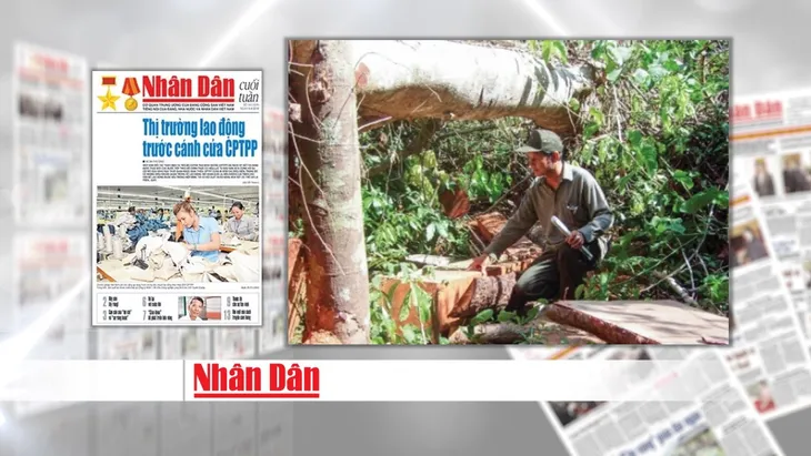 Rừng quý ở Quảng Nam lại bị tàn phá: Trách nhiệm của cơ quan chức năng ở đâu? - Ảnh 7. Rừng quý ở Quảng Nam lại bị tàn phá: Trách nhiệm của cơ quan chức năng ở đâu? - Ảnh 7.