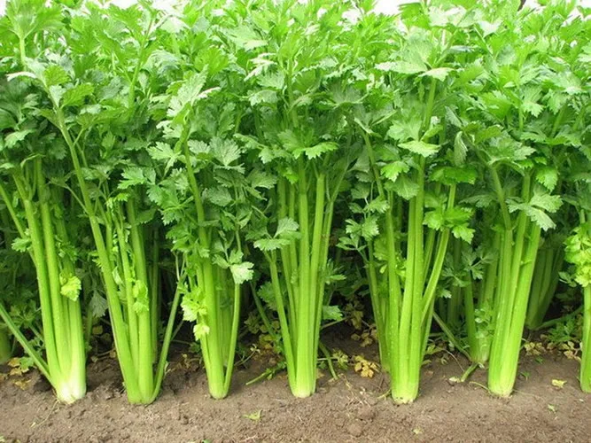 Những thực phẩm ăn no mà không lo béo - Ảnh 2. Những thực phẩm ăn no mà không lo béo - Ảnh 2.