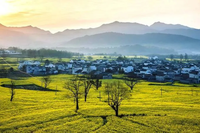 Mê đắm mùa hoa cải rực rỡ ở Bắc Kinh, Trung Quốc - Ảnh 2. Mê đắm mùa hoa cải rực rỡ ở Bắc Kinh, Trung Quốc - Ảnh 2.