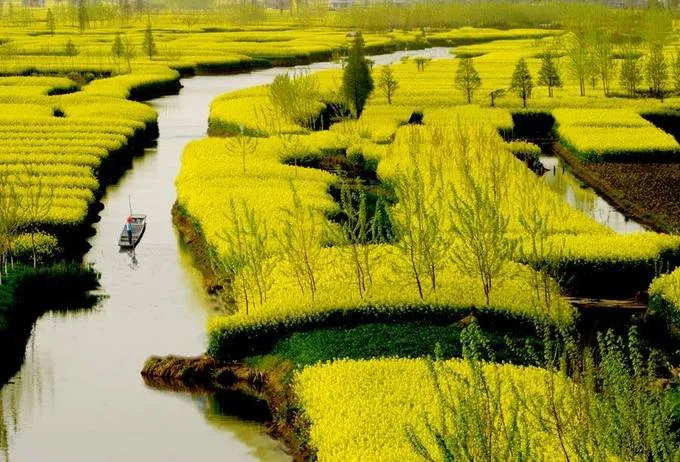 Mê đắm mùa hoa cải rực rỡ ở Bắc Kinh, Trung Quốc - Ảnh 3. Mê đắm mùa hoa cải rực rỡ ở Bắc Kinh, Trung Quốc - Ảnh 3.